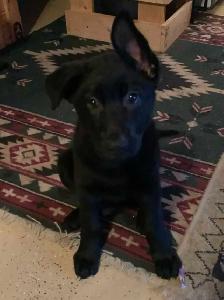 Purebred German Shepherds - Photo 4