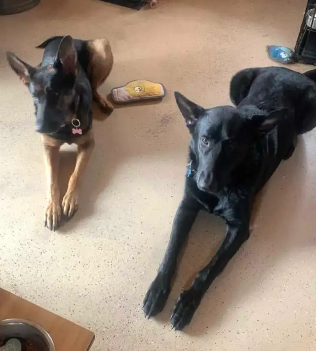 Purebred German Shepherds - Photo 5