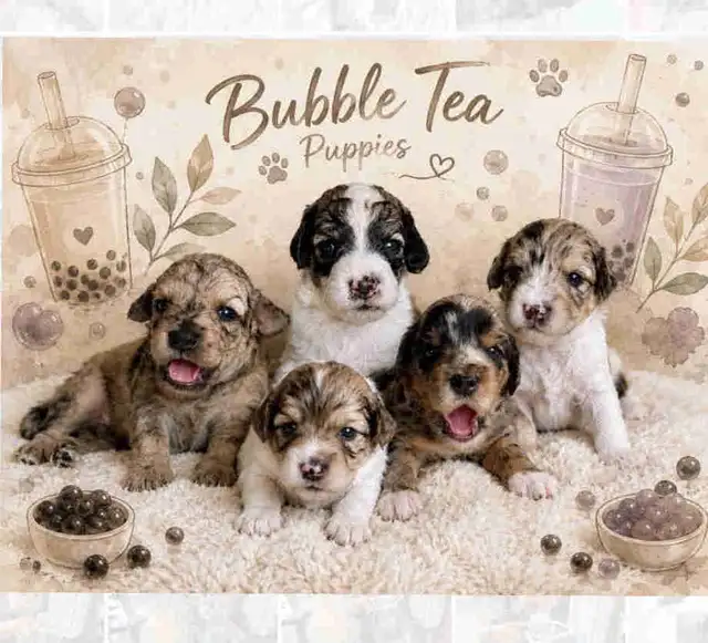Mini Aussiedoodles