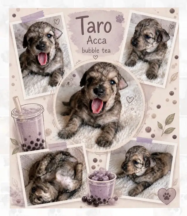 Mini Aussiedoodles - Photo 2