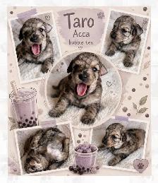Mini Aussiedoodles - Photo 2