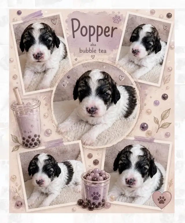 Mini Aussiedoodles - Photo 5