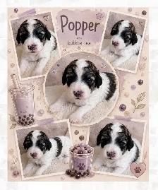 Mini Aussiedoodles - Photo 5