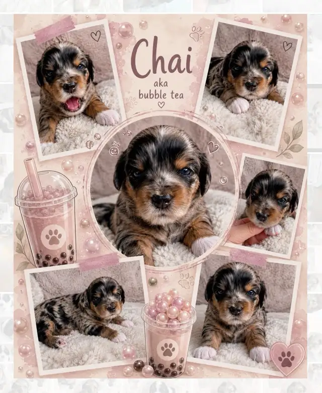 Mini Aussiedoodles - Photo 6