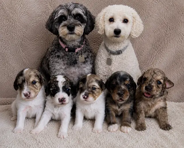 Mini Aussiedoodles - Photo 7