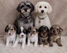 Mini Aussiedoodles - Photo 7