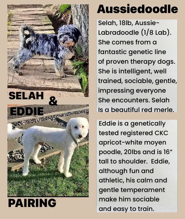 Mini Aussiedoodles - Photo 8