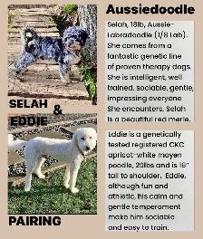 Mini Aussiedoodles - Photo 8