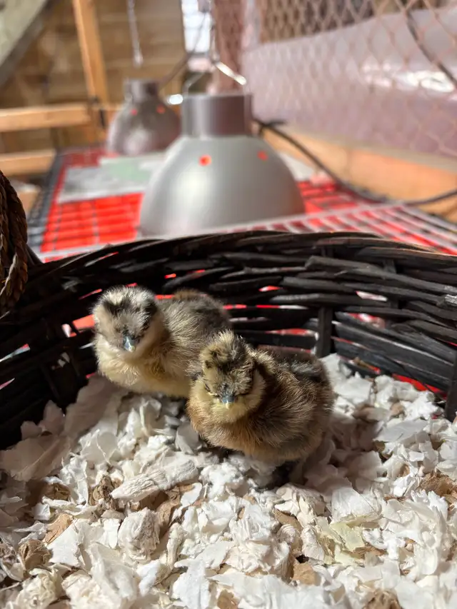 Poussins de poule Soyeuse - Photo 2