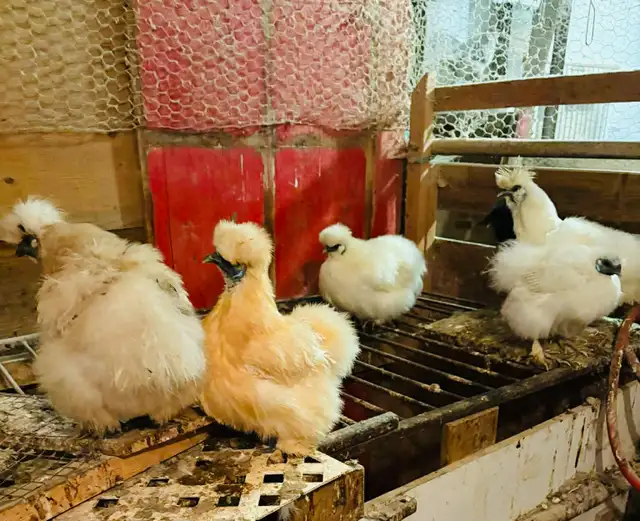 Poussins de poule Soyeuse - Photo 3