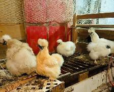 Poussins de poule Soyeuse - Photo 3