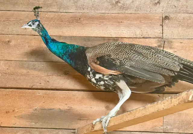 Peafowl breeding Pairs. Indian Blues