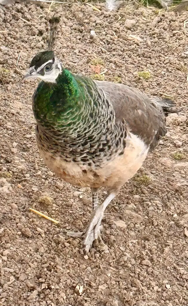 Peafowl breeding Pairs. Indian Blues - Photo 2