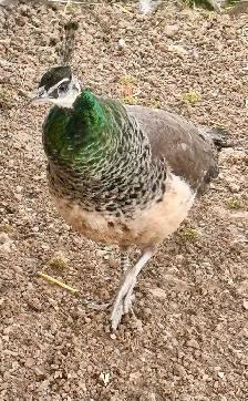 Peafowl breeding Pairs. Indian Blues - Photo 2