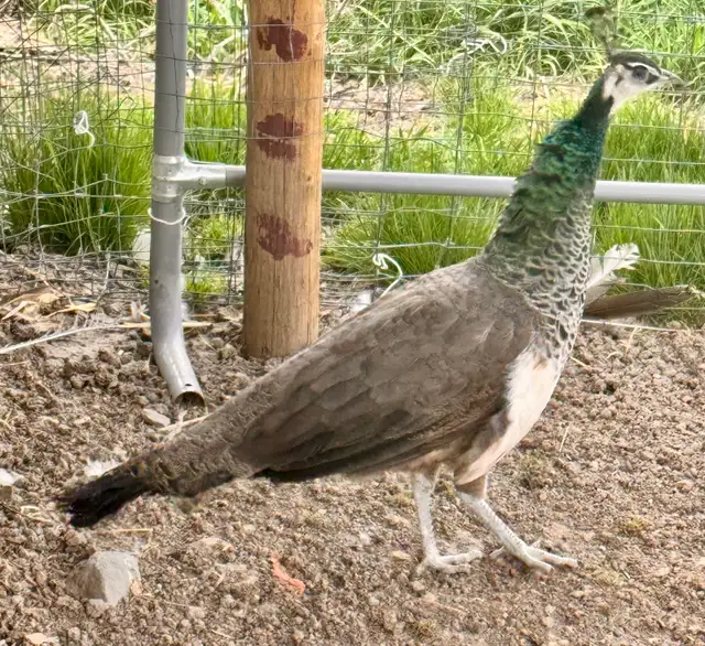 Peafowl breeding Pairs. Indian Blues - Photo 3