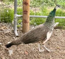 Peafowl breeding Pairs. Indian Blues - Photo 3