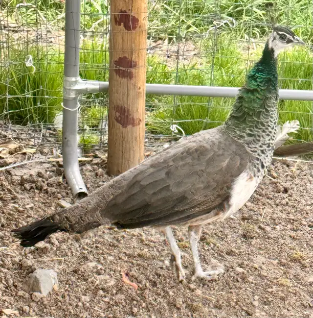 Peafowl breeding Pairs. Indian Blues - Photo 4