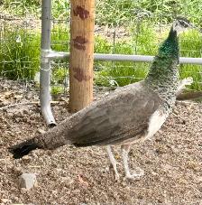 Peafowl breeding Pairs. Indian Blues - Photo 4