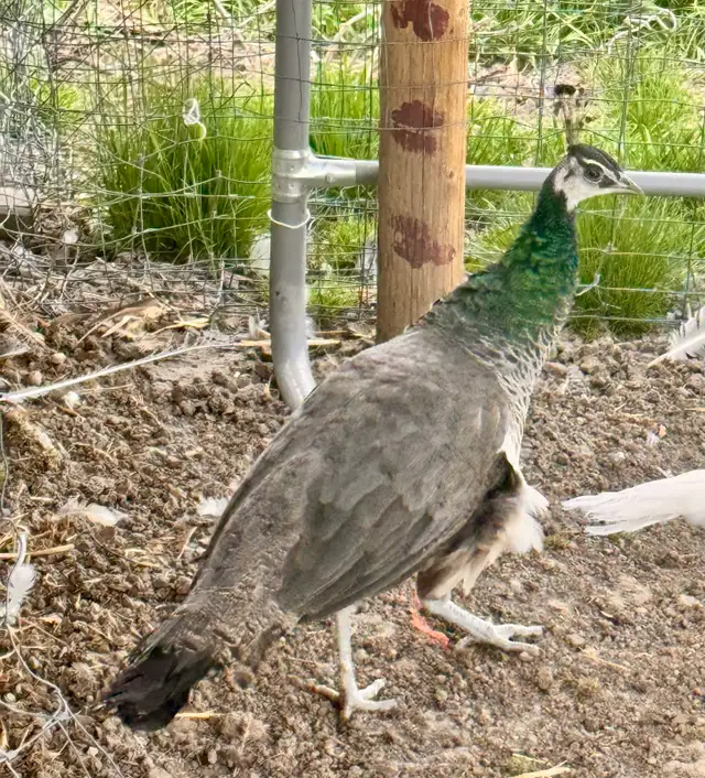 Peafowl breeding Pairs. Indian Blues - Photo 5