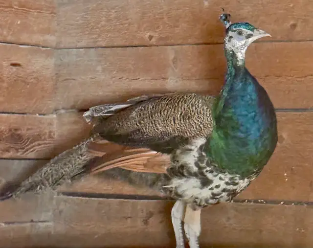 Peafowl breeding Pairs. Indian Blues - Photo 6
