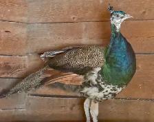 Peafowl breeding Pairs. Indian Blues - Photo 6