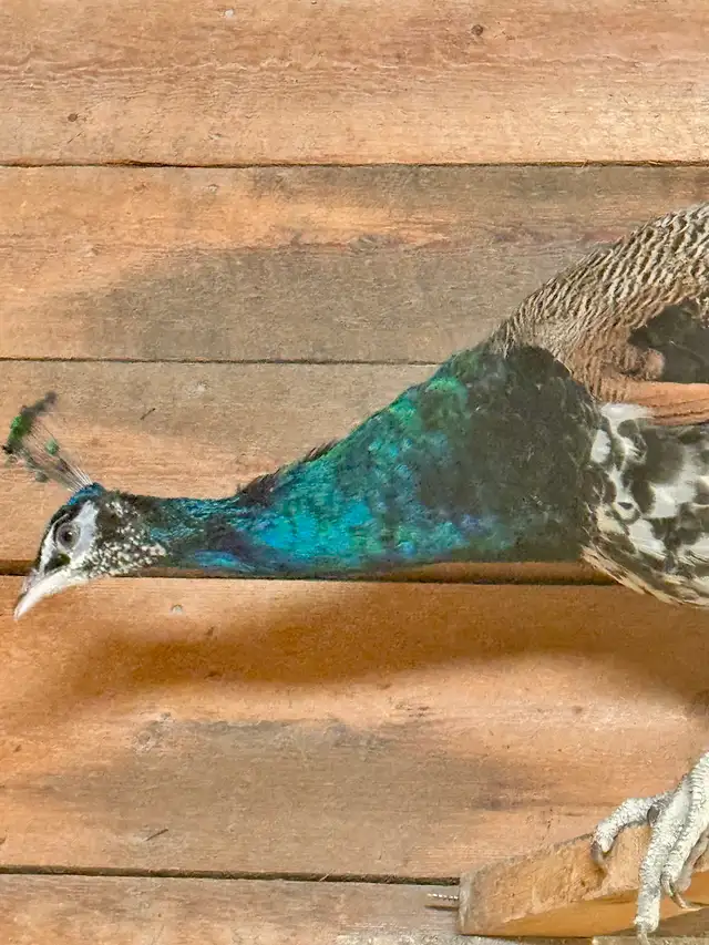 Peafowl breeding Pairs. Indian Blues - Photo 7