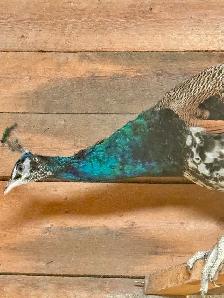 Peafowl breeding Pairs. Indian Blues - Photo 7