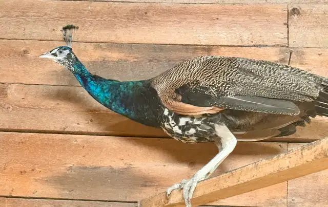 Peafowl breeding Pairs. Indian Blues - Photo 8