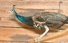 Peafowl breeding Pairs. Indian Blues - Photo 8
