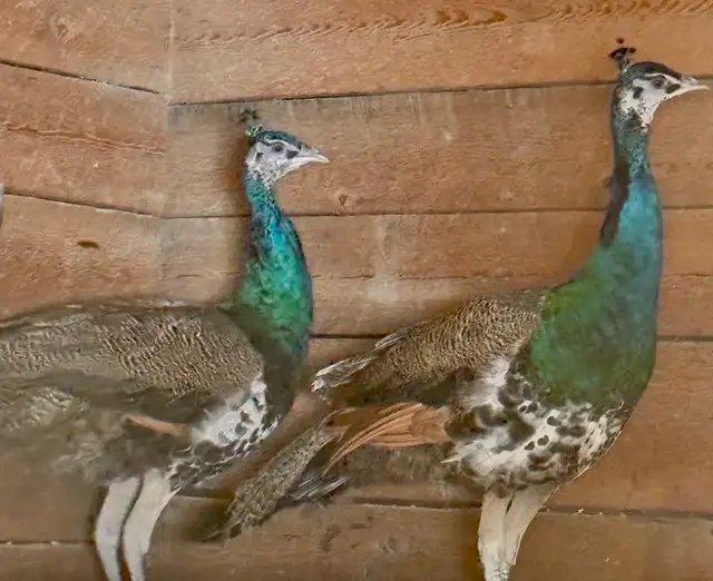 Peafowl breeding Pairs. Indian Blues - Photo 9