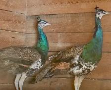 Peafowl breeding Pairs. Indian Blues - Photo 9