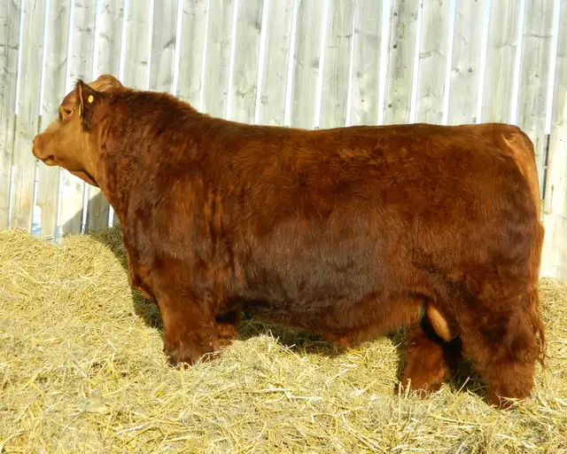 Red and Black Simmental Bulls