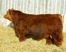 Red and Black Simmental Bulls