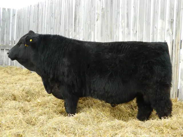 Red and Black Simmental Bulls - Photo 2