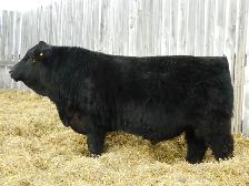 Red and Black Simmental Bulls - Photo 2