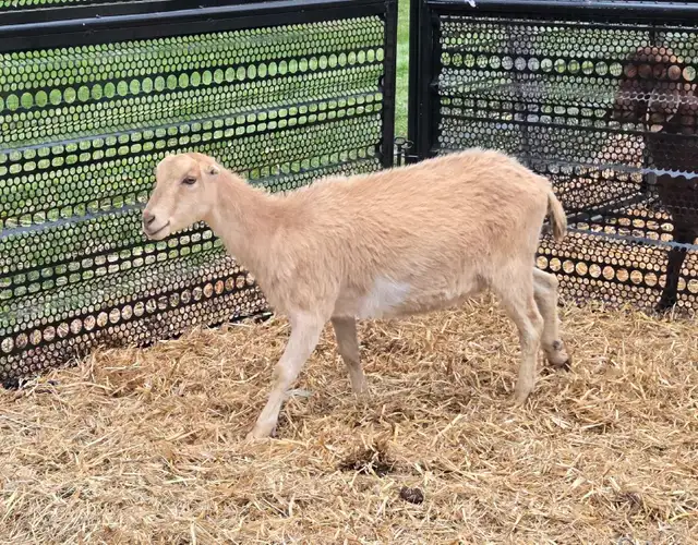 pure lamancha doe