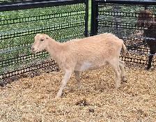 pure lamancha doe