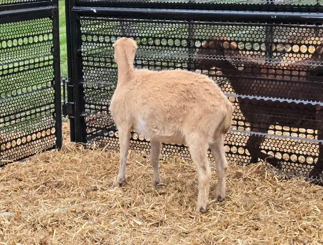 pure lamancha doe - Photo 2