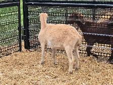 pure lamancha doe - Photo 2