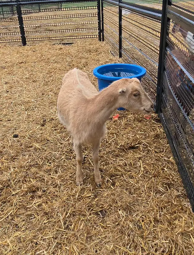 pure lamancha doe - Photo 3