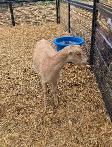 pure lamancha doe - Photo 3