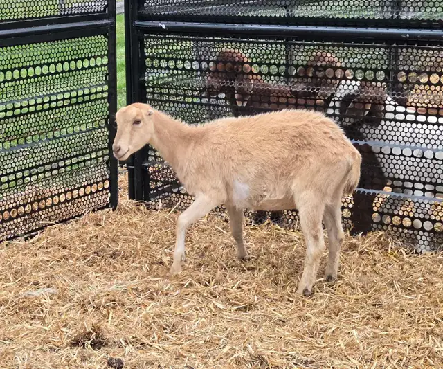 pure lamancha doe - Photo 4