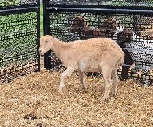 pure lamancha doe - Photo 4