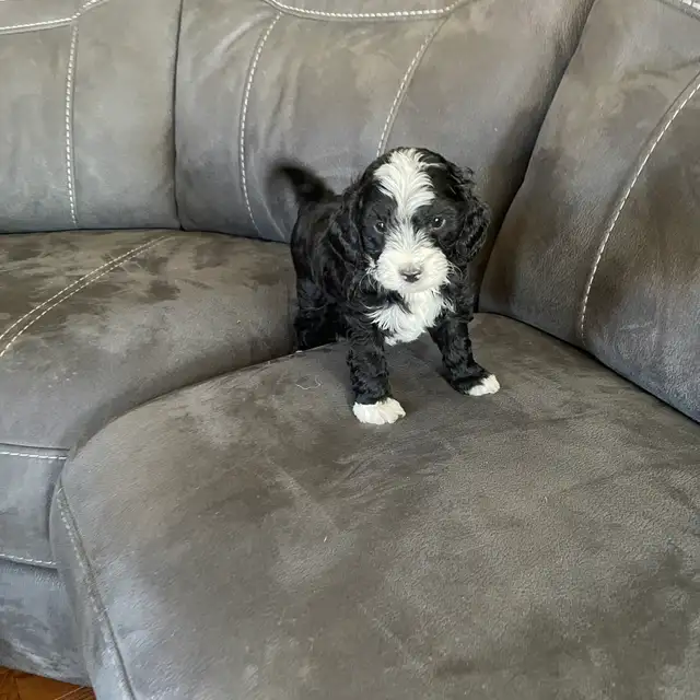 Toy Poodle Puppies for Sale