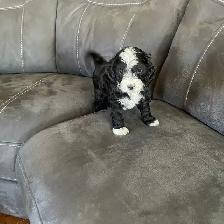 Toy Poodle Puppies for Sale