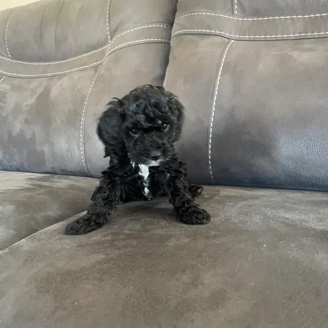 Toy Poodle Puppies for Sale - Photo 2