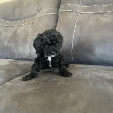 Toy Poodle Puppies for Sale - Photo 2