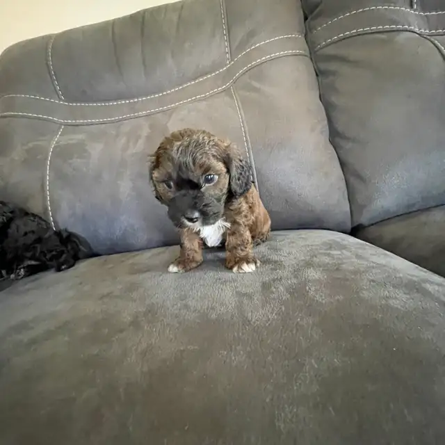 Toy Poodle Puppies for Sale - Photo 3