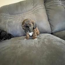 Toy Poodle Puppies for Sale - Photo 3