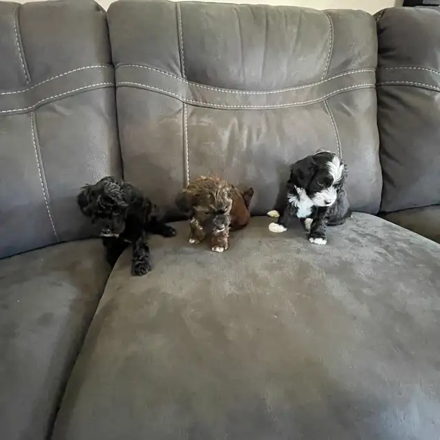 Toy Poodle Puppies for Sale - Photo 4